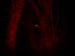 Pseudocheirus peregrinus