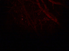 Pseudocheirus peregrinus