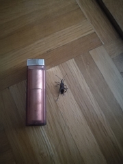 Leptoglossus occidentalis