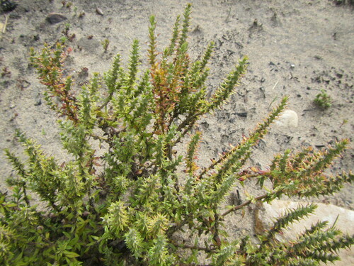 Chenopodiopsis hirta (Chenopodiopsis hirta)