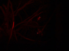 Pseudocheirus peregrinus