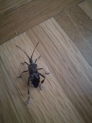 Leptoglossus occidentalis