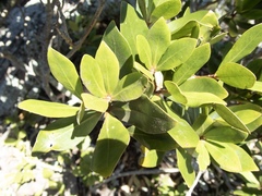 Pittosporum roimata