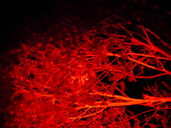 Pseudocheirus peregrinus