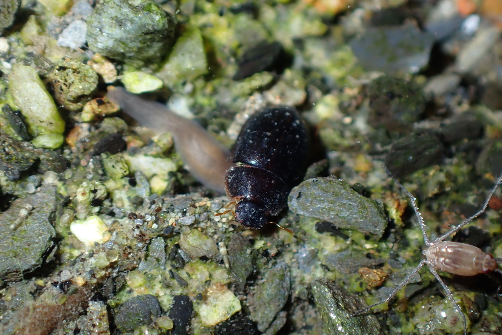 Helochares in August 2023 by Yui Hong Chiu · iNaturalist