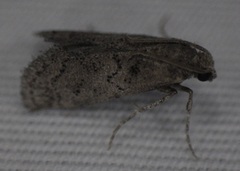 Cacotherapia unipuncta