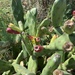 Opuntia canterae - Photo (c) Danielle Frohlich, alguns direitos reservados (CC BY-NC), uploaded by Danielle Frohlich