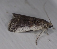 Acrobasis tumidulella