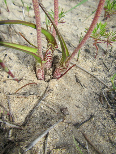 Lachenalia unifolia