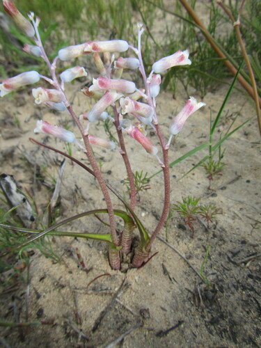Lachenalia unifolia