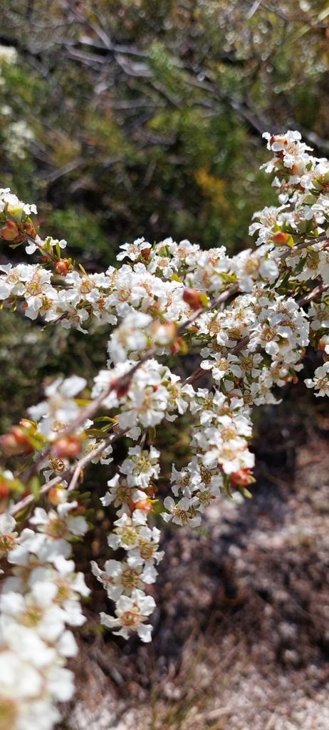 soft-fruited tea tree from Wurtulla QLD 4575, Australia on September 2 ...