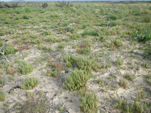Chenopodiopsis hirta (Chenopodiopsis hirta)