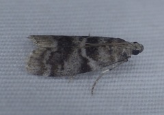 Actrix nyssaecolella