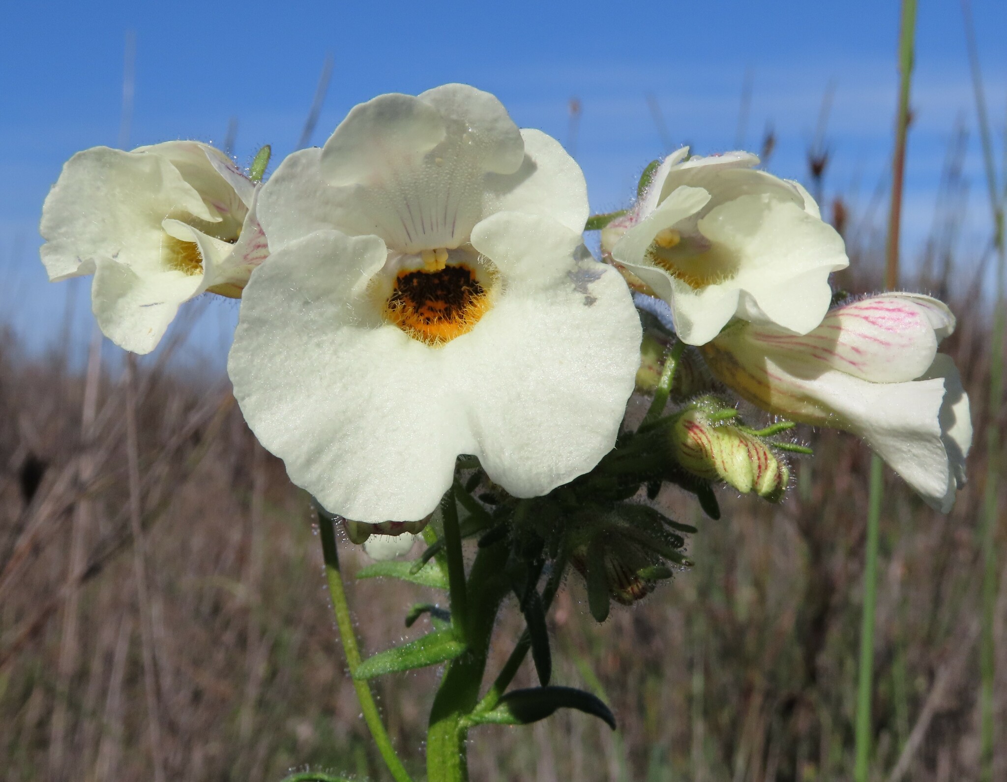 Imagem de Nemesia