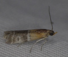 Moodna pallidostrinella