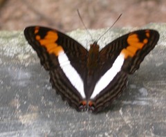 Adelpha capucinus