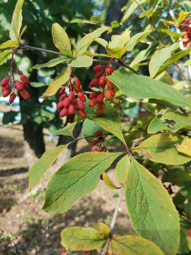 Amur barberry (Berberis amurensis)