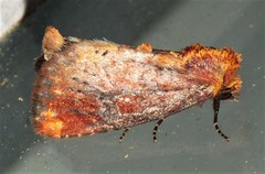 Achatodes zeae