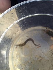 Cebidichthys violaceus