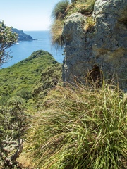 Chionochloa bromoides