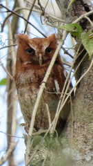 Megascops guatemalae