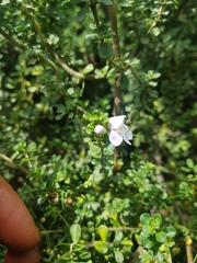 Prostanthera cuneata
