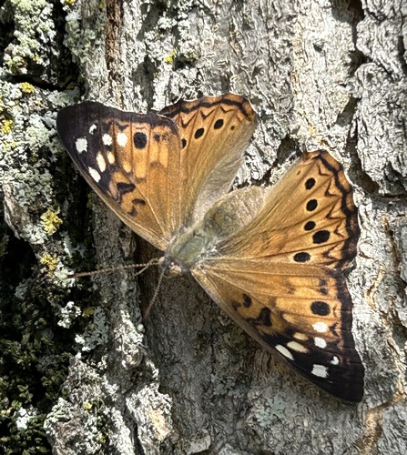 Asterocampa celtis