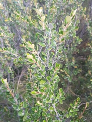 Nematolepis ovatifolia