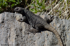 Copahue Chuckwalla photo 2