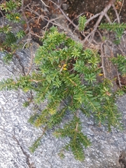 Podocarpus lawrencei