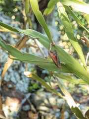 Carmichaelia williamsii