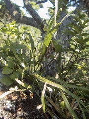 Carmichaelia williamsii