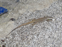 Vaucher's Wall Lizard photo 5