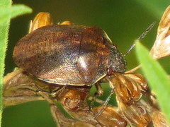 Homaemus aeneifrons