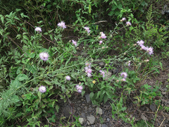Centaurea pseudomaculosa