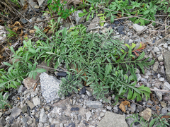 Centaurea pseudomaculosa