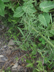 Centaurea pseudomaculosa