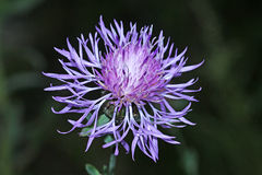 Centaurea pseudomaculosa