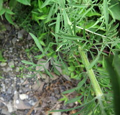 Centaurea pseudomaculosa