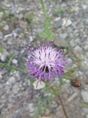 Centaurea pseudomaculosa