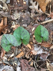 Hexastylis rhombiformis