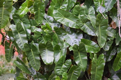 Philodendron imbe