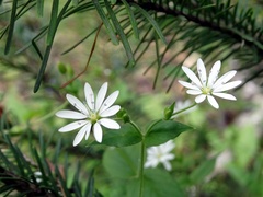 Stellaria bungeana