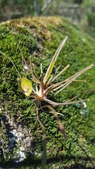 Claytonia parviflora