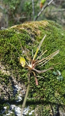 Claytonia parviflora