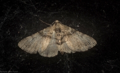 Syneora adelphodes