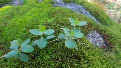Lonicera hispidula