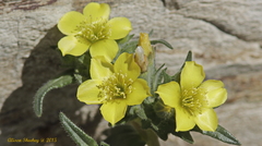 Mentzelia eremophila