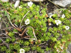 Veronica chionohebe