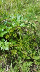 Tauschia hartwegii